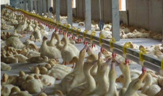 肉鸭养殖如何节省饲料,七种方式供选择_养鸭