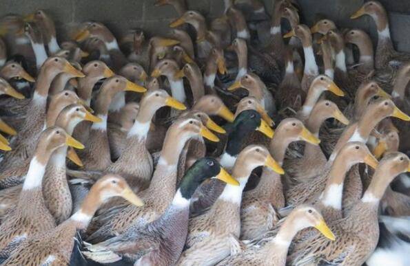 肉鸭得了大肠杆菌病怎么办?_养鸭