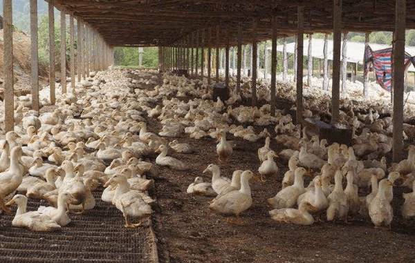 蛋鸭的能量饲料种类及优缺点_养鸭