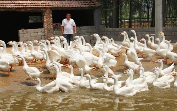 蛋鸭接种疫苗的主要阶段_养鸭