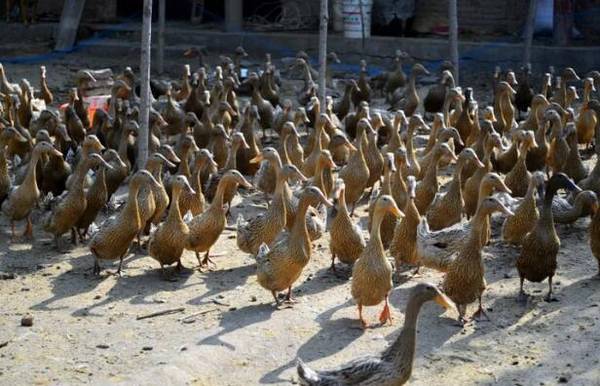 网上养鸭怎么养,网上养鸭的注意事项_养鸭
