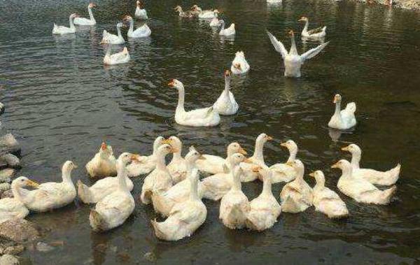 养鸭提高养殖效益的五个要点_养鸭