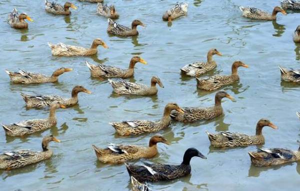 鸭子拉白色屎怎么办?鸭子拉稀的防治方法_养鸭