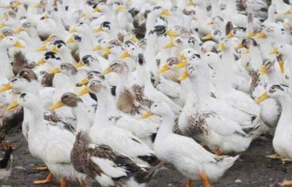蛋鸭雨天不产蛋的问题_养鸭