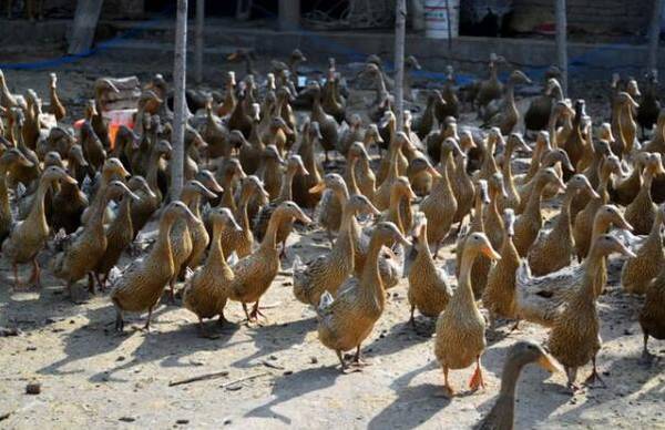 养鸭国家是否有补贴_养鸭