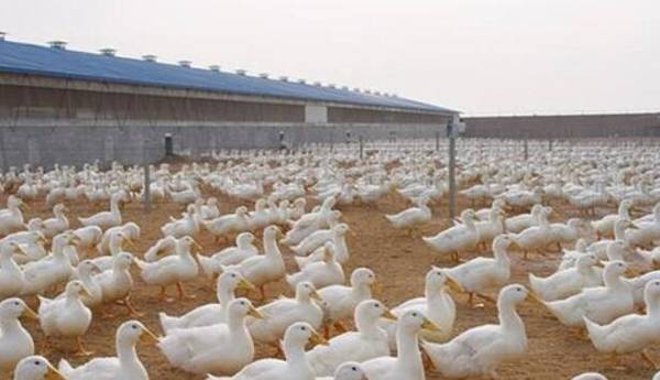冬季提高鸭产蛋率的方法_养鸭