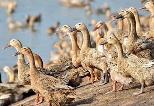 养鸭怎么不生病_养殖问答