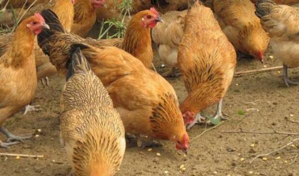 土鸡能承受的最低温度是多少_养鸡