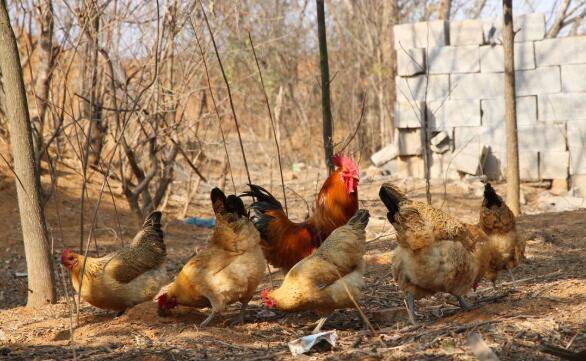 种草养鸡的优点,成本低,纯天然_养鸡