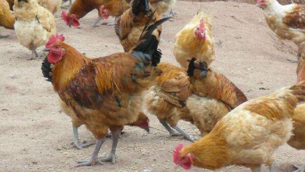 养殖三黄鸡对饮水器的要求_养鸡