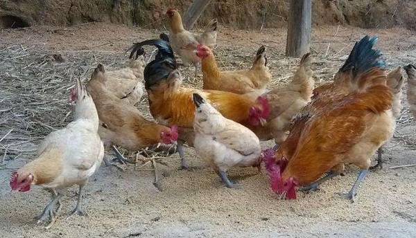 鸡舍怎么消毒,鸡舍彻底消毒的要点_养鸡