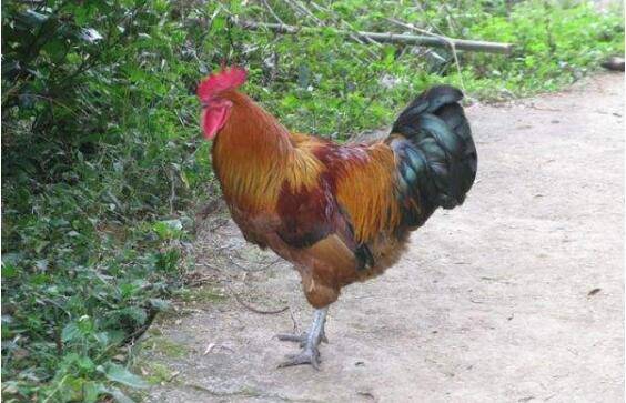 散养土鸡的常见品种_养鸡