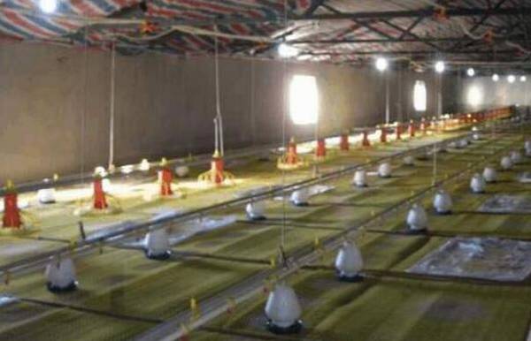 鸡舍育雏室的消毒方法,育雏室消毒的注意事项_养鸡