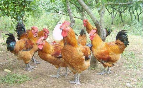 养鸡补贴数额与领取条件是什么_养殖问答