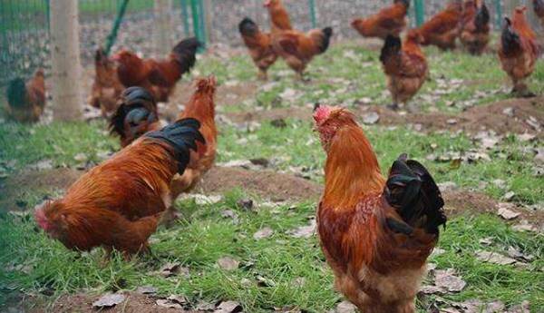 养鸡补贴数额与领取条件是什么_养殖问答