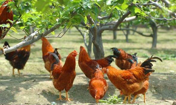 农村养鸡补贴标准,养一万只鸡补贴多少_养殖问答