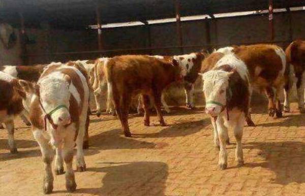 养牛国家补贴多少钱,领养牛补贴的条件是什么_养殖问答