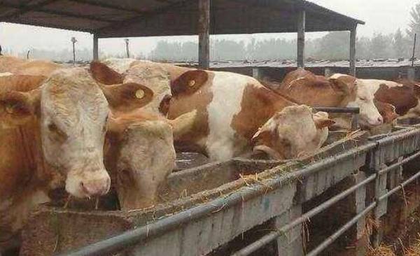 养牛国家补贴多少钱,领养牛补贴的条件是什么_养殖问答