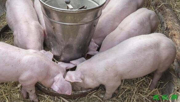 玉米喂猪怎么喂,养猪喂玉米的注意事项_养猪