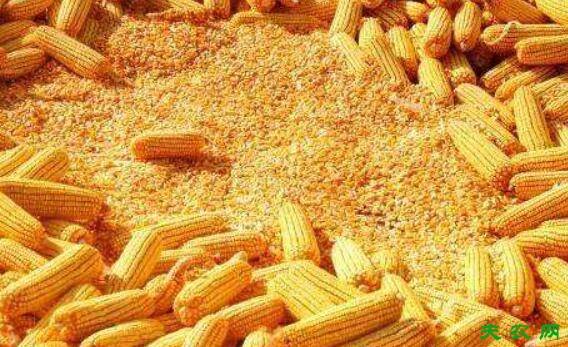 玉米喂猪怎么喂,养猪喂玉米的注意事项_养猪