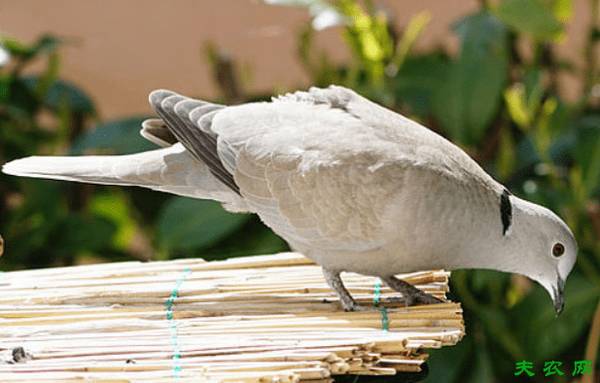 鸽子拉黄便怎么办,鸽子拉黄便的治疗方法_养鸽