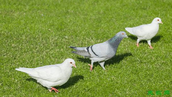 怎么查看鸽子状态,8个细节看出鸽子是否生病_养鸽
