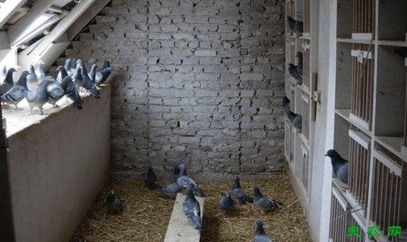 鸽子一天喂几次好,鸽子的喂食时间规律_养鸽