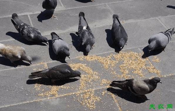 喂鸽子有窍门,四大喂鸽方法看一看_养鸽