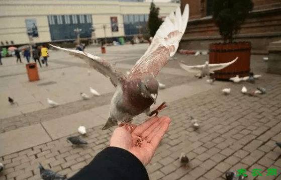 喂鸽子有窍门,四大喂鸽方法看一看_养鸽