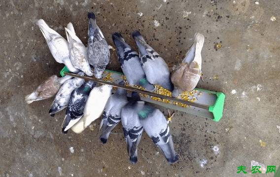喂鸽子有窍门,四大喂鸽方法看一看_养鸽