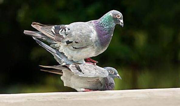 鸽子怎么求偶,鸽子的求偶信号_养鸽