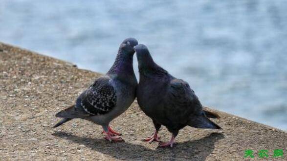 鸽子怎么求偶,鸽子的求偶信号_养鸽