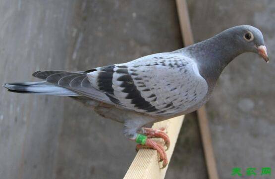 养500对鸽子投资多少,养500对鸽子利润多少_养鸽