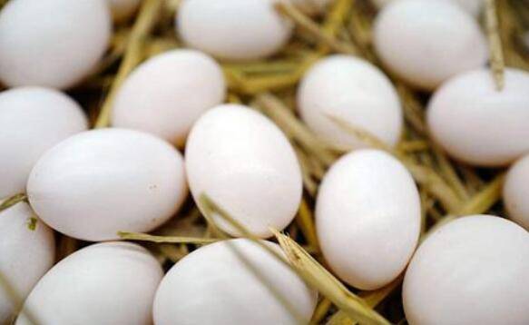 鸽子为什么不下蛋,鸽子不下蛋的常见原因_养鸽