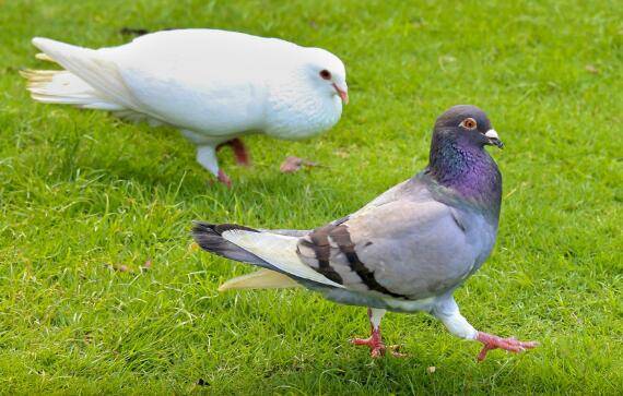 鸽子为什么不下蛋,鸽子不下蛋的常见原因_养鸽