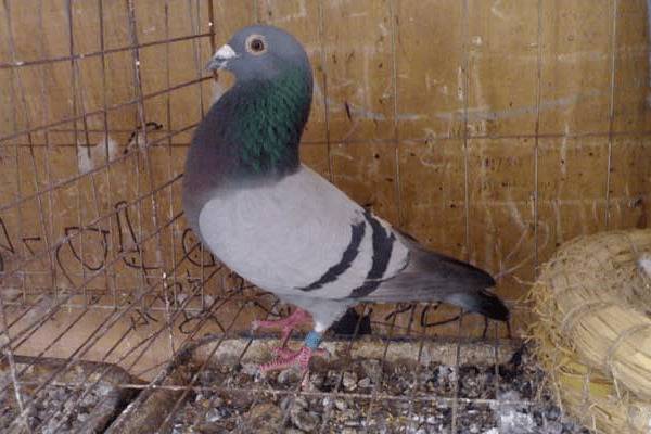 鸽子为什么不下蛋,鸽子不下蛋的常见原因_养鸽