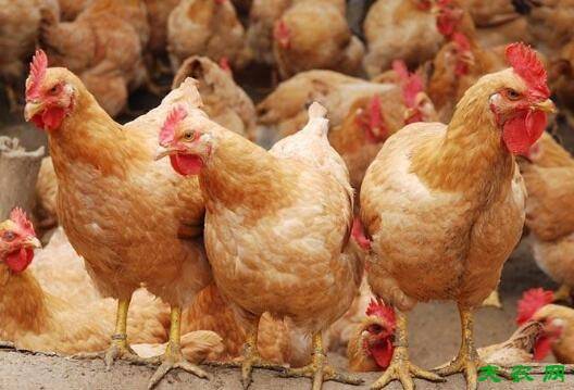 三黄鸡的饮水问题,多饮水生长会更快_养鸡