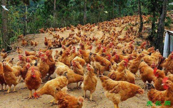 三黄鸡的饮水问题,多饮水生长会更快_养鸡