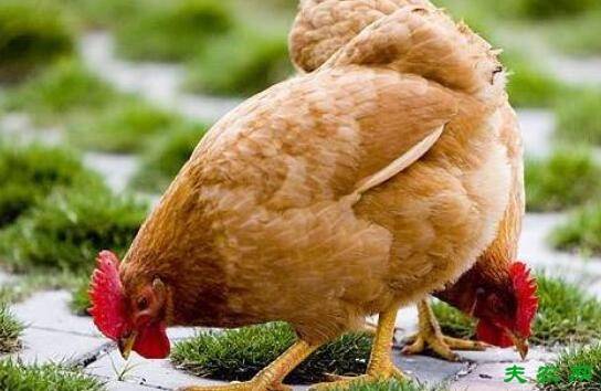 三黄鸡养殖保证足够的饮水_养鸡