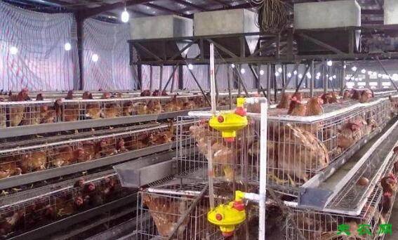 饲养三黄鸡控制好温度,温度适宜食欲会更好_养鸡