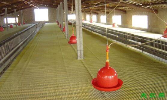 三黄鸡的二种饲养方式:网上平养与地面厚垫料平养_养鸡