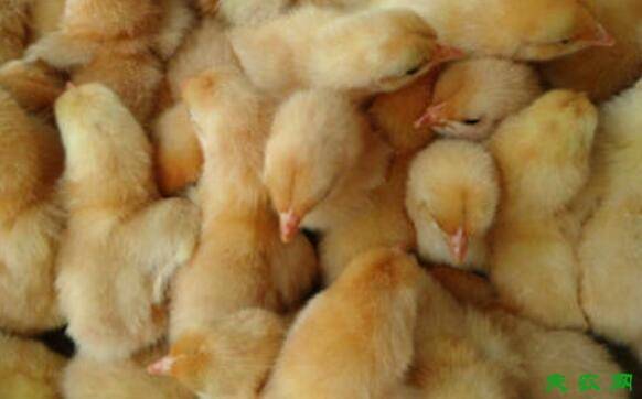 三黄鸡雏鸡的喂养注意事项_养鸡