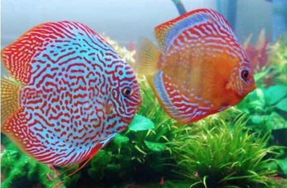 七彩神仙鱼的体型特征,七彩神仙鱼的品种特性_养鱼