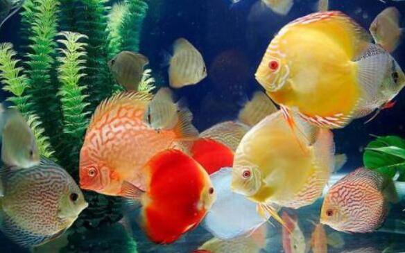 养七彩神仙鱼怎么换水,养七彩神仙鱼换水前先除氯_养鱼