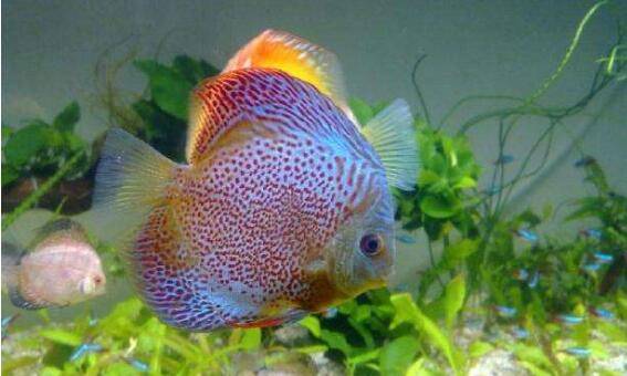 七彩神仙鱼饲养前的准备,七彩神仙鱼的饲养管理要求_养鱼