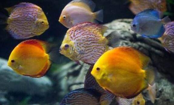 七彩神仙鱼疾病怎么防治,四种手段离不了_养鱼