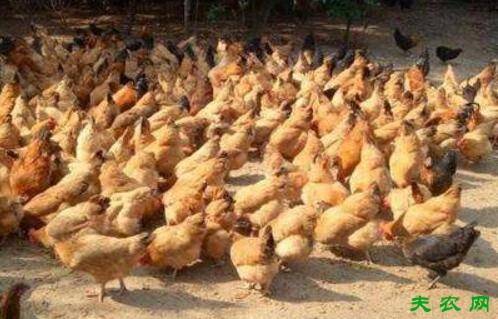 三黄鸡的养殖技术_养鸡