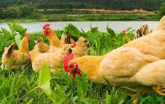 三黄鸡的喂饲要求_养鸡