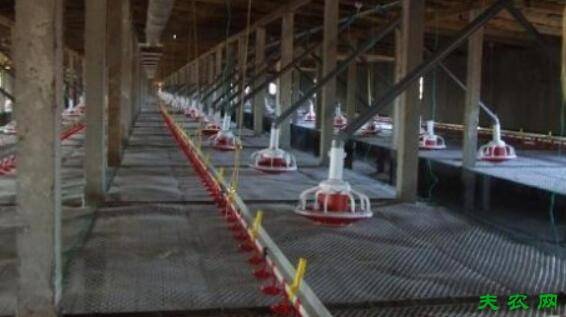 三黄鸡的育雏要求_养鸡