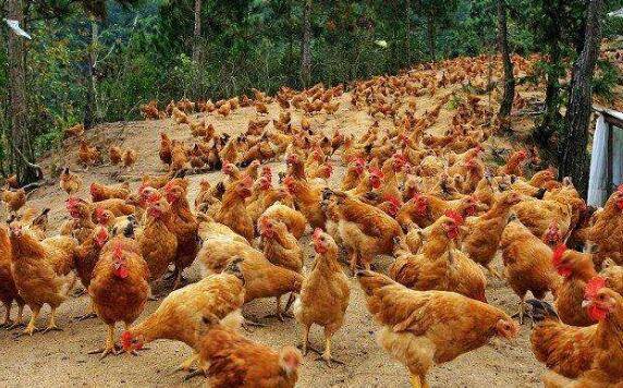 养好三黄鸡的三个条件_养鸡